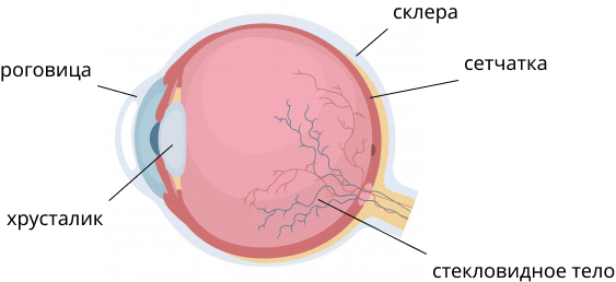 Строение глаза